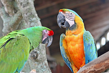 Image showing Parrots