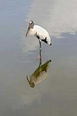 Image showing Wood Stork