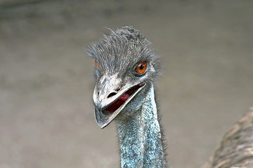 Image showing Emu