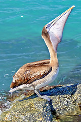 Image showing Pelican