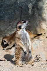 Image showing Meerkat or suricate