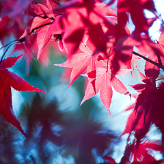 Image showing Red autumn leaves 