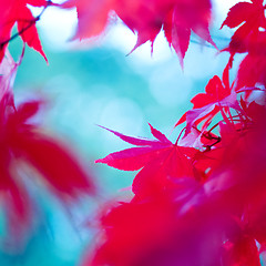 Image showing Red autumn leaves (abstract background)