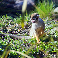 Image showing Common squirrel monkey