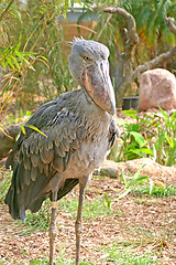 Image showing Shoebill Stork