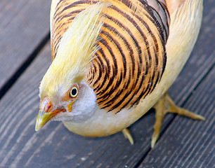 Image showing Yellow Bird