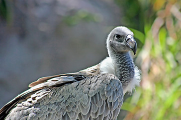 Image showing White-backed Vulture