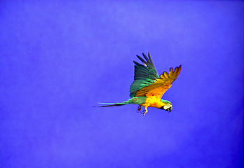 Image showing Flying Parrot