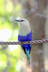 Image showing Bird