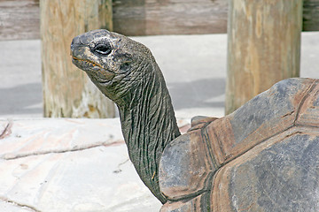 Image showing Tortoise