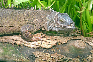 Image showing Iguana