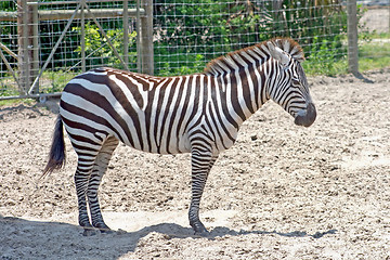 Image showing Zebra