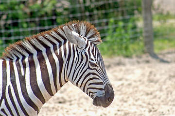 Image showing Zebra