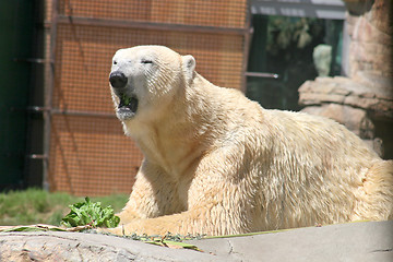 Image showing Polar Bear