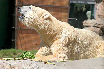 Image showing Polar Bear