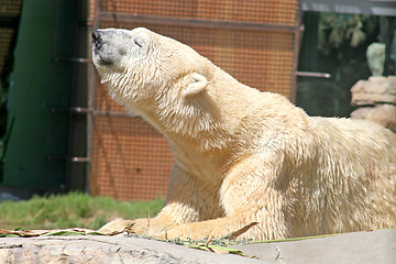 Image showing Polar Bear