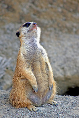 Image showing Meerkat