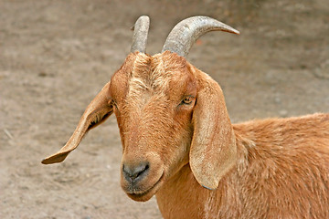 Image showing Goat