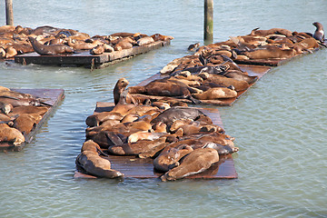 Image showing Sealions