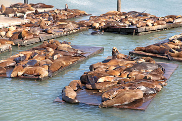 Image showing Sealions