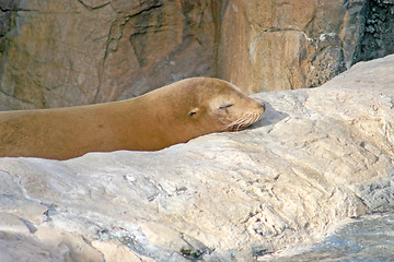 Image showing Sealion