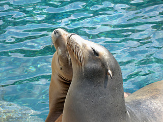 Image showing Sealions