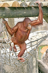 Image showing Orangutan