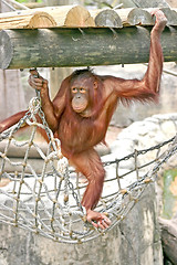 Image showing Orangutan