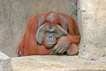 Image showing Orangutan