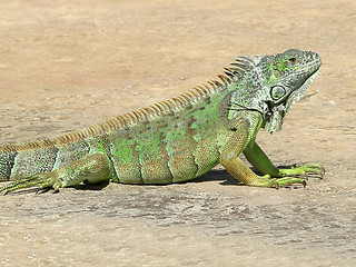 Image showing Iguana