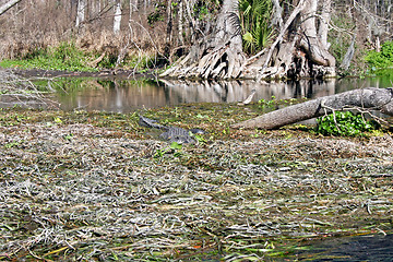 Image showing Alligator in Swamp