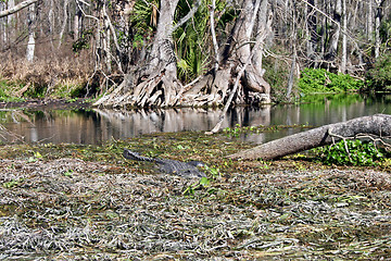Image showing Alligator in Swamp