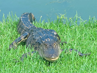 Image showing Alligator