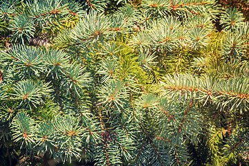 Image showing The thick green branches of the spruce.