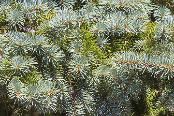 Image showing The thick green branches of the spruce.