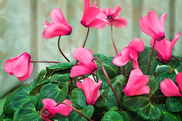 Image showing Flowering cyclamen with flowers and green leaves.