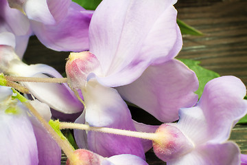 Image showing Beautiful pale - purple flowers violets.