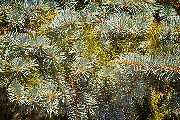 Image showing The thick green branches of the spruce.