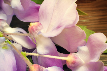 Image showing Beautiful pale - purple flowers violets.