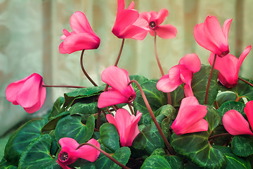 Image showing Flowering cyclamen with flowers and green leaves.