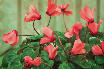 Image showing Flowering cyclamen with flowers and green leaves.