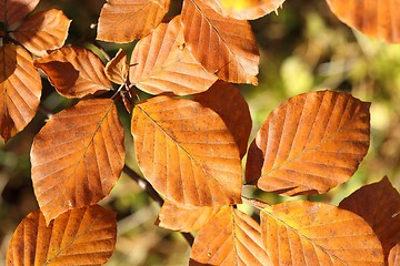 Image showing Autumn leaves.