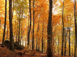 Image showing Autumn forest.