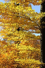 Image showing Autumn leaves.