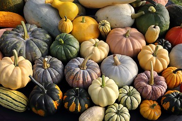 Image showing Squash and pumpkins.