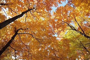 Image showing Autumn forest.