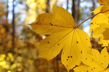 Image showing Autumn leaves.