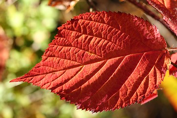 Image showing Autumn leaf.