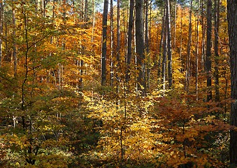 Image showing Autumn forest.