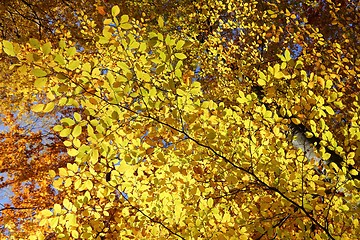 Image showing Autumn leaves.